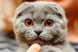 Kako izgleda i kako se brinuti za britansku mačku?